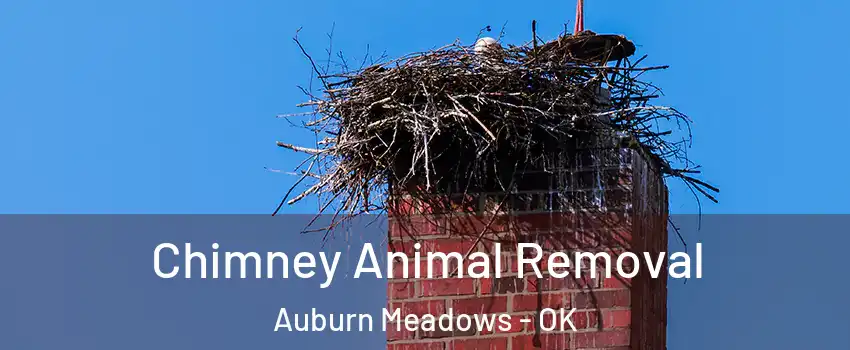 Chimney Animal Removal Auburn Meadows - OK