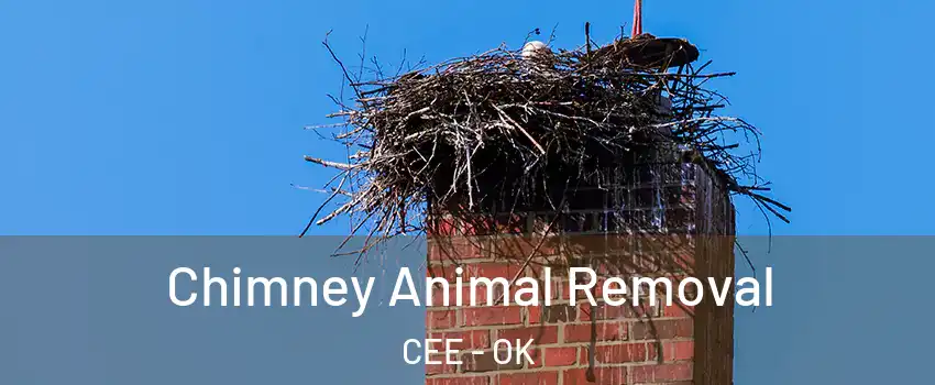 Chimney Animal Removal CEE - OK
