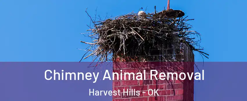Chimney Animal Removal Harvest Hills - OK