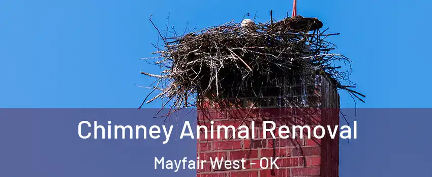 Chimney Animal Removal Mayfair West - OK