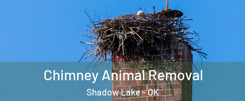 Chimney Animal Removal Shadow Lake - OK