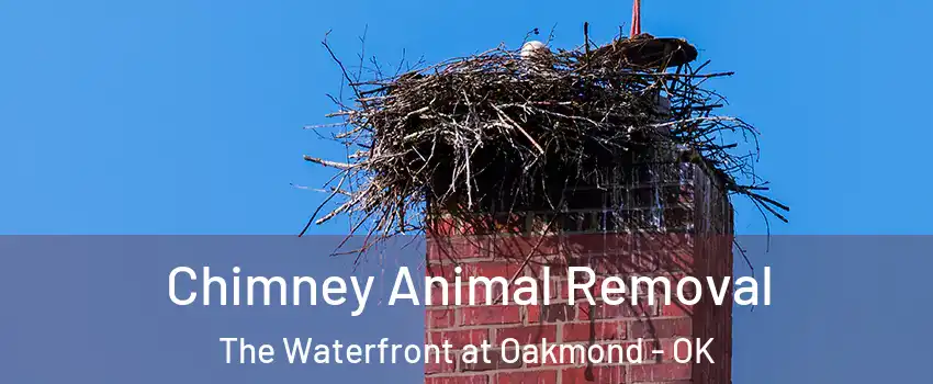 Chimney Animal Removal The Waterfront at Oakmond - OK