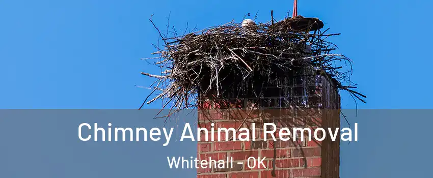 Chimney Animal Removal Whitehall - OK