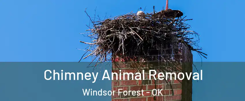 Chimney Animal Removal Windsor Forest - OK