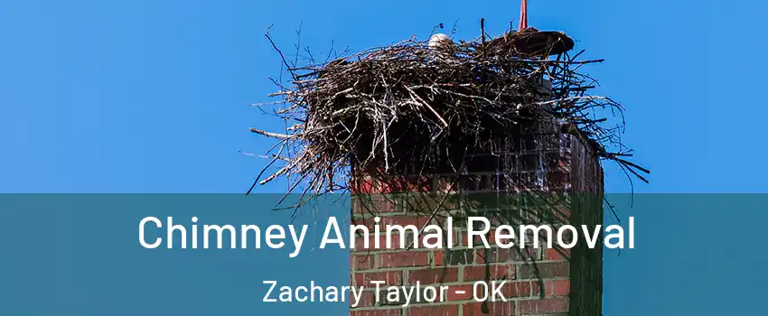 Chimney Animal Removal Zachary Taylor - OK