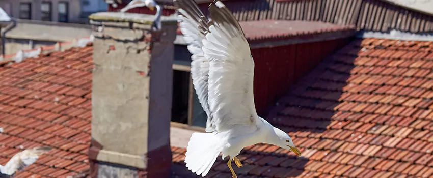 Residential Chimney Animal Removal Solution in Edwards Community Club, OK