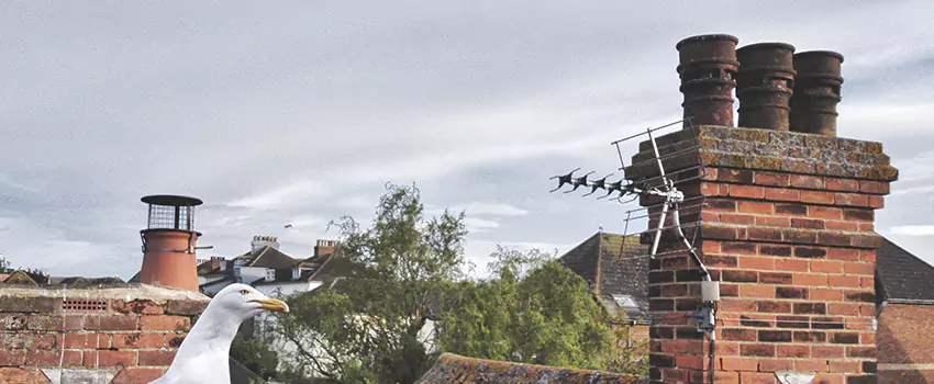 Chimney Cleaning And Restoration in Edwards Community Club, Oklahoma
